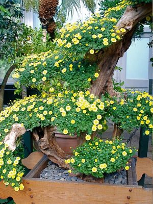 Cúc Mâm Xôi Tiểu Cảnh Sân Vườn