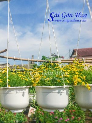 Hoa Cúc Sao Băng - Bi Sao Băng Chậu Treo