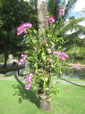 Lan Dendro Màu Ghép Gốc Dừa