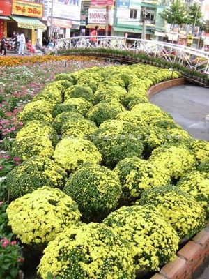 Cúc Mâm Xôi Đường Phố