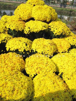 Cúc Mâm Xôi Màu Vàng