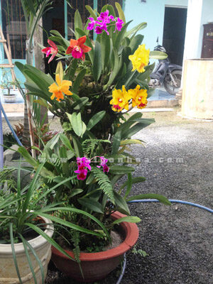 Lan Cattleya Ghép Gốc Cây