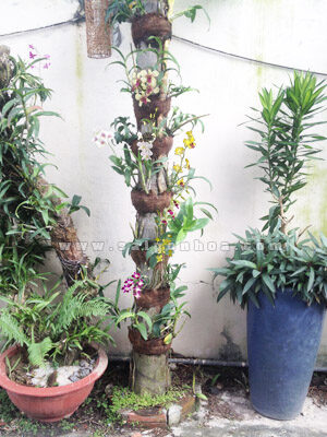 Lan Dendro Màu Ghép Cây Cau