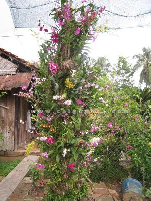 Lan Dendro Màu Ghép Gốc Cây Lớn