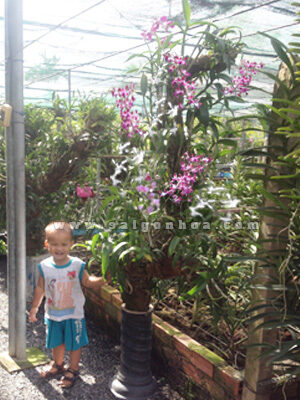 Lan Dendro Nắng Ghép Gốc Cây