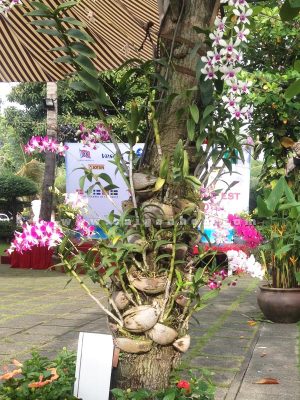 Lan Sonia Ghép Gốc Cây