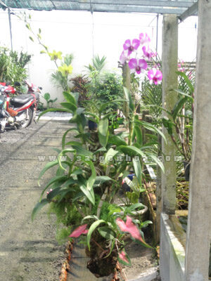 Lan Dendro Màu Ghép Gốc Cây Treo