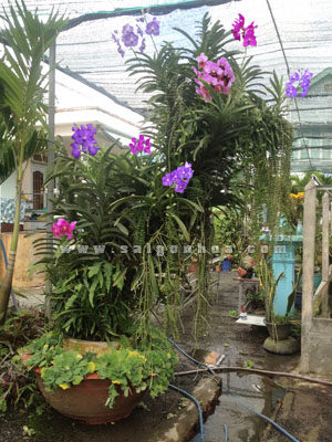 Lan Vanda Ghép Gốc Cây