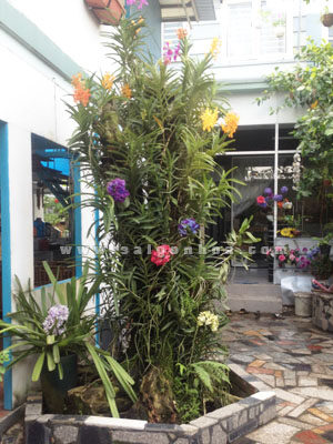 Lan Mokara Ghép Gốc Cây