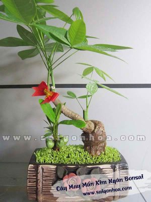 Cây May Mắn Tài Lộc Kim Ngân Bonsai