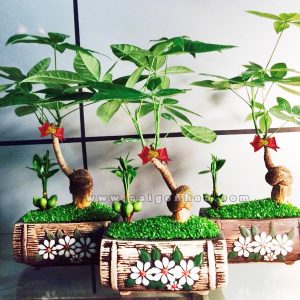 Cây May Mắn Kim Ngân Trang Trí Tết