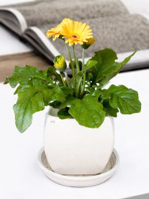 Chậu Hoa Đồng Tiền Để Bàn