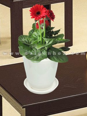 Chậu Hoa Đồng Tiền Đỏ