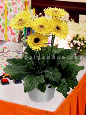 Chậu Hoa Đồng Tiền Vàng