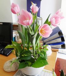 Chau Hoa Tulip De Ban