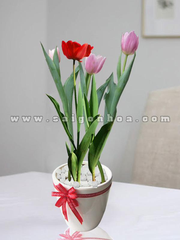 Chậu Hoa Tulip Để Bàn • Sài Gòn Hoa 2024