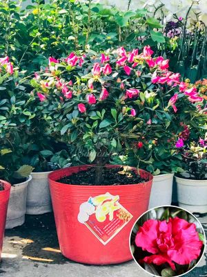 Hoa Đỗ Quyên Đỏ