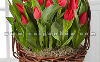 Gio Hoa Tulip Do 1