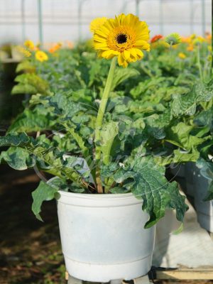 Hoa Đồng Tiền Màu Vàng