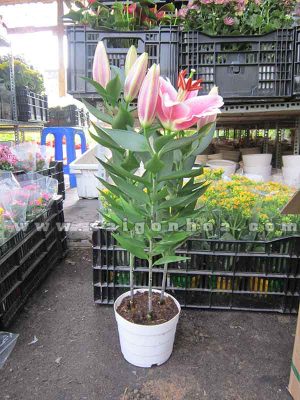 Hoa Lily Chậu Nhựa