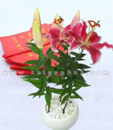 Hoa Lily Tet Dai Dien