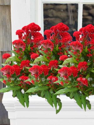 Hoa Mào Gà Trồng Bồn