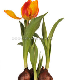 Hoa Tulip Cu