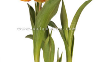 Hoa Tulip Cu