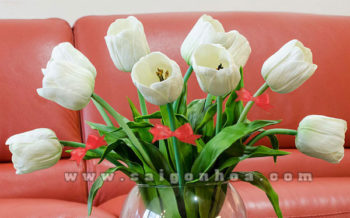 Hoa Tulip Mung 8 Thang 3