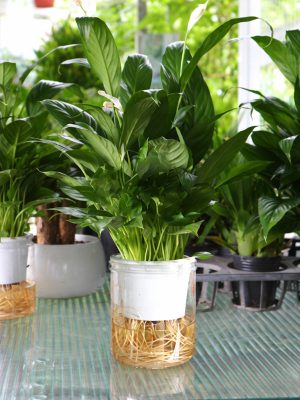 Lan Ý Trong Nước