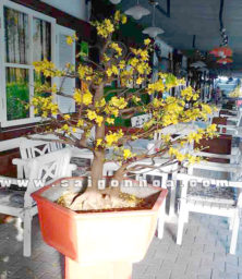 Mai Vang Quan Cafe