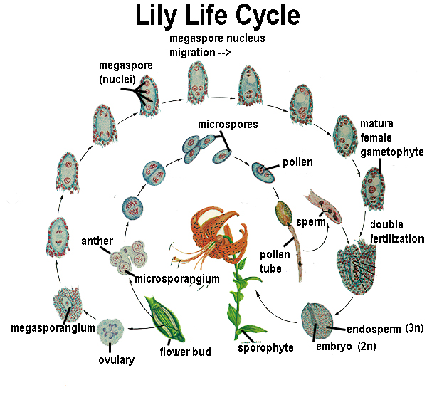 Hướng Dẫn Trồng Và Chăm Sóc Hoa Lily - Sài Gòn Hoa