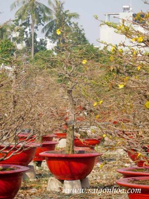 Cây Hoa Mai Tết Trang Trí Sân Vườn