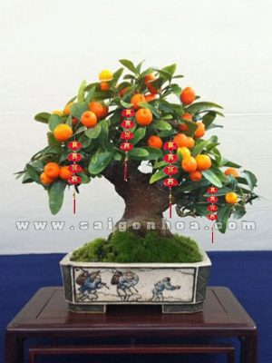 Cây Quất Bonsai Để Bàn