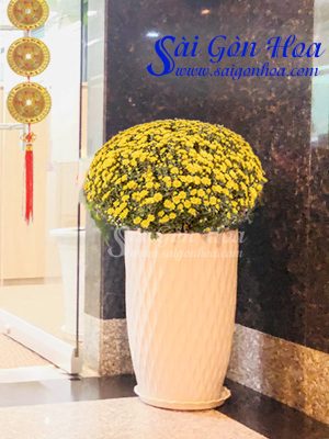 Cúc Mâm Xôi Chậu Sứ