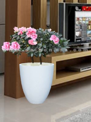 Hoa Đỗ Quyên Chậu Đứng