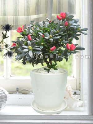 Hoa Đỗ Quyên Chậu Sứ