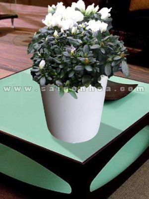 Hoa Đỗ Quyên Trắng