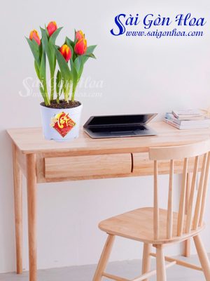 Hoa Tulip Chậu Nhựa