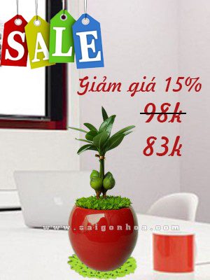 may man tai loc chau s1 giam gia