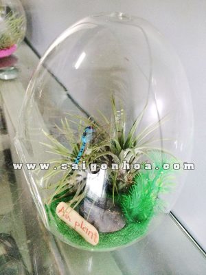 Tiểu Cảnh Cây Không Khí Con Chuồn Chuồn