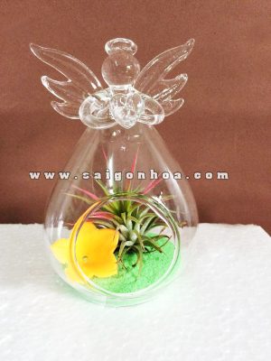 Cây Không Khí Thiên Thần Của Mẹ