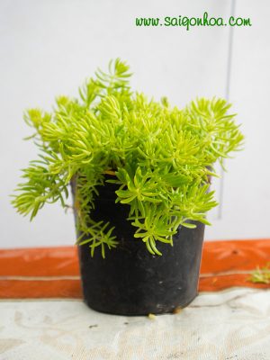 Cây Mười Giờ Úc