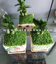 cay tai loc co may man 2 1