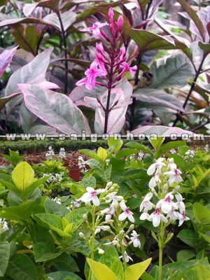 Cây Xuân Hoa Đỏ