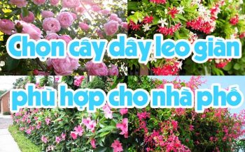 Chon Cay Day Leo Dan Phu Hop Cho Nha Pho