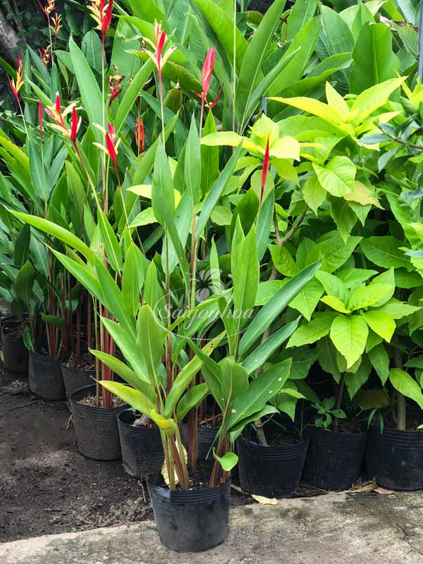 Cây Hoa Chuối Mỏ Két