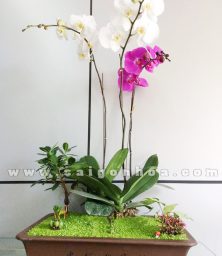 may man lan ho diep 1