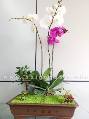 Tiểu Cảnh Cây may Mắn và Hoa Lan Hồ Điệp Vươn Xa