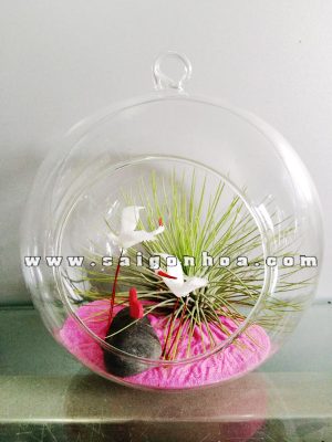 Tiểu Cảnh Cây Không Khí Cánh Cò
